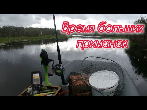 Видео: Осенняя щука на бигбейты