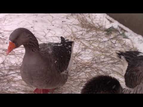 Видео: Мои гуси. Гусь крупный серый. Зимнее содержание.