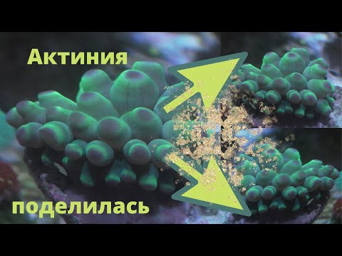 Видео: Как делится актиния