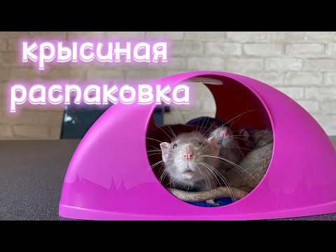 Видео: Зоопокупки для крыс 🐀 | Товары для крыс