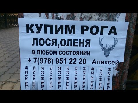 Видео: Зачем скупают рога? Кто этим занимается?