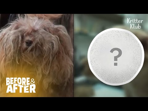 Видео: 2 года собака сидит у дороги в ожидании умершего хозяина | До и после макияжа, эпизод 1