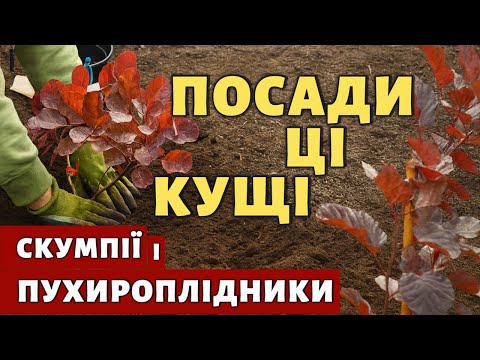 Видео: 🌳 Посади ці кущі | Моя нова клумба біля дому
