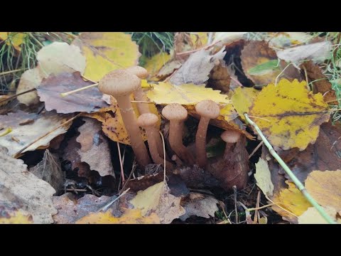 Видео: Тихая охота в конце сентября на Среднем Урале