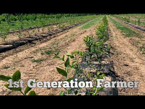 Видео: Посадка 1200 ягод черники за 6 часов!!