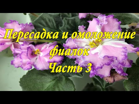 Видео: Пересадка и омоложение фиалок. Часть 3.