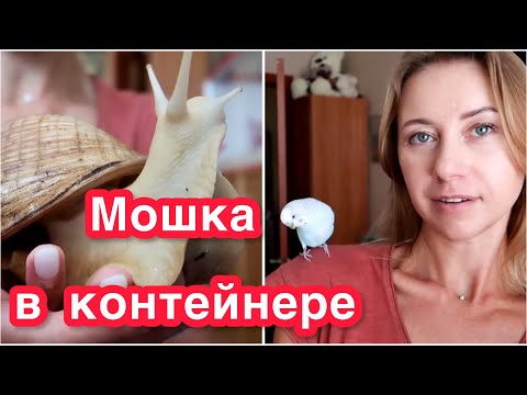 Видео: ТОША ТЕПЕРЬ ОДИН🦜КАК ИЗБАВИТЬСЯ ОТ МОШКИ В КОНТЕЙНЕРЕ У УЛИТОК🪰АКЦИЯ НА ЯГЕЛЬ💰