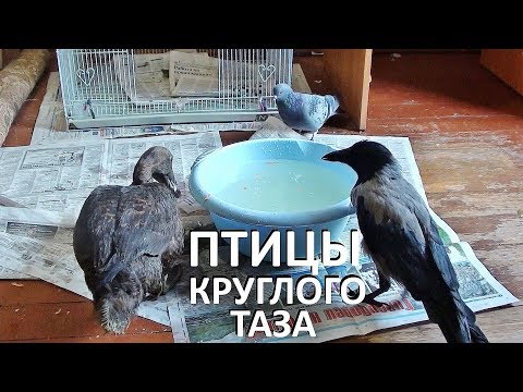 Видео: ПТИЧИЙ БЕСПРЕДЕЛ. ПТИЦЫ КРУГЛОГО ТАЗИКА (утка, ворона, голуби, собаки и кошки)