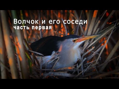 Видео: Волчок и его соседи. Часть 1