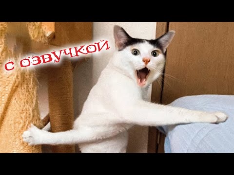 Видео: Приколы с котами с озвучкой! Смешные коты! Самые Смешные животные!