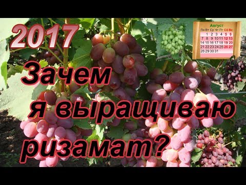 Видео: Зачем я выращиваю Ризамат