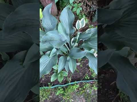 Видео: Сад хост в Бийске 14.07.22. Hosta garden tour 14.07.2022 #хосты#хоста#сад#садоводство
