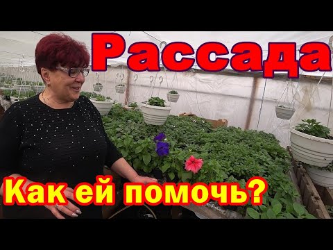 Видео: Чем обработать рассаду в марте? + экскурсия по теплице.