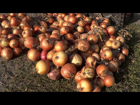 Видео: Выращивание лука из семян за один сезон, стоит ли заморачиваться?