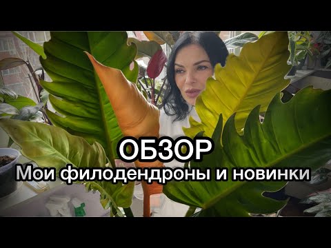 Видео: Обзор моих филодендронов ☘️ и новинок 🪴