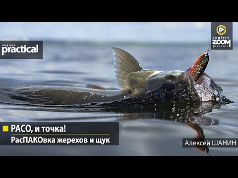 Видео: PACO, и точка! РасПАКОвка жерехов и щук.  Алексей Шанин .Anglers Practical