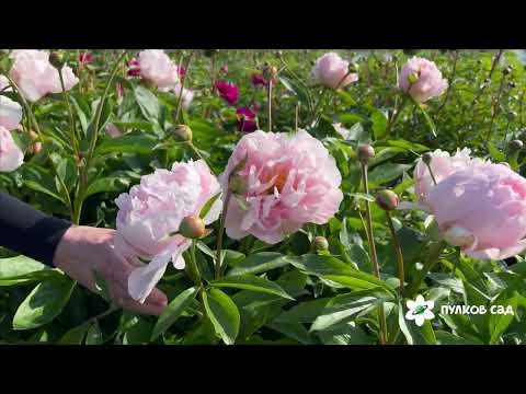 Видео: Pink Vanguard peony. Пинк Вангард пион. Пулков сад (2025 г.)