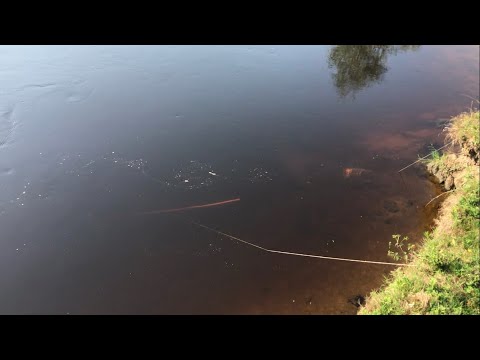 Видео: СКОЛЬКО ПОЙМАЮ РЫБЫ ЭКРАНОМ ЗА ЧАС!?