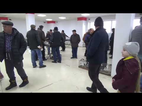 Видео: ЯРМАРКА ГОЛУБЕЙ В УФЕ. 15 МАРТА 2025 ГОДА. ЧАСТЬ 2.
