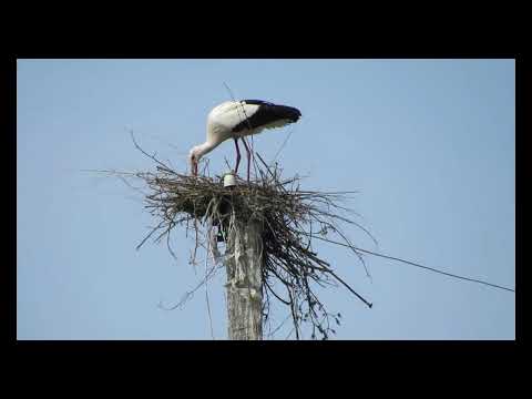 Видео: Лелеки. Будівництво гнізда. Весна 2025
