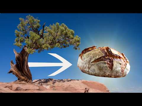 Видео: Хранит ли это дерево секрет идеального хлеба на закваске? | Карта деревьев Justinthetrees