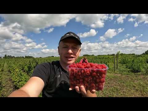 Видео: ✅ ЯК ОБРАТИ СОРТИ МАЛИНИ, щоб посадити і заробляти на малині?