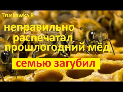 Видео: Пчёлы. Главная ошибка весной, перекормить  пасеку. Как пчёл перекармливают, и они пропадают за месяц