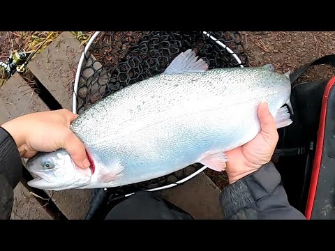 Видео: Ловим форель на прудах Лепсари поймал удачу за хвост , готовим форель , trout on paid ponds