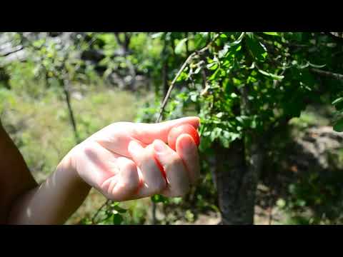 Видео: ЧТО РАСТЕТ У НАС В ОКРУГЕ, АПШЕРОНСКИЙ РАЙОН.