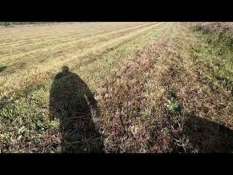 Видео: Подранок оленя. Добор. Баварская Горная Гончая. Жесткошерстная такса.