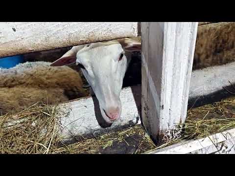Видео: В ТАКУЮ ПОГОДУ  ЛЕЖАЛА БЫ И СМОТРЕЛА КАК ДРУГИЕ ТРУДЯТСЯ