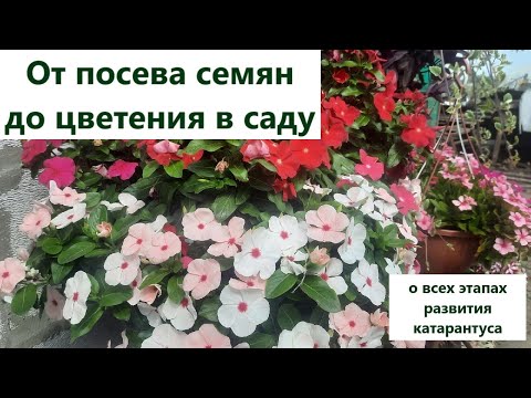 Видео: Выращивание катарантуса все этапы. От семян до цветения в саду.