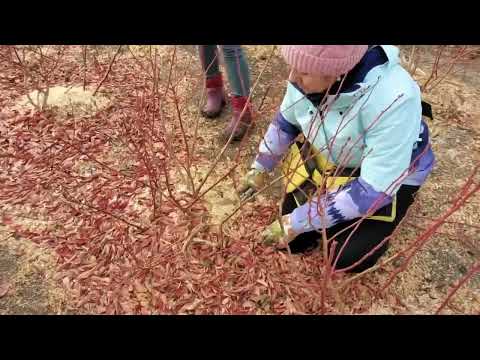 Видео: Правильная обрезка голубики - залог обильного урожая!