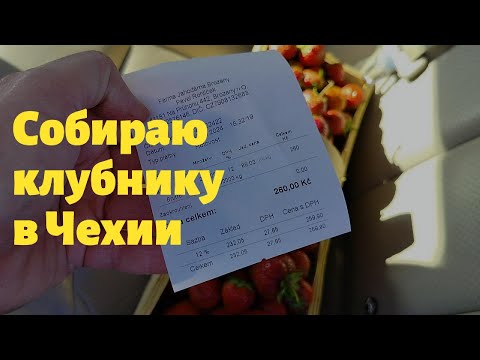 Видео: Собираю клубнику в Чехии #жизнь_в_Чехии