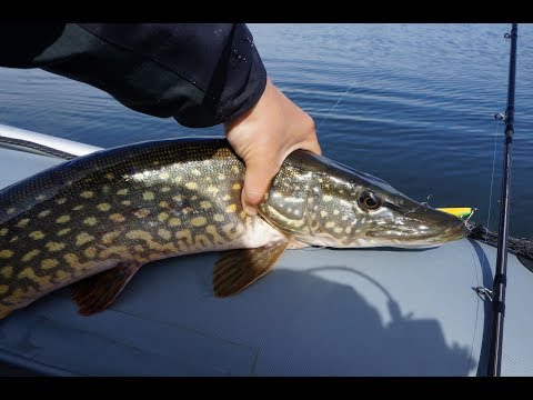 Видео: Эмоциональная рыбалка на щуку