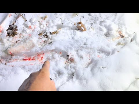 Видео: Охота на оленей с винтовкой в ​​Пенсильвании 2024