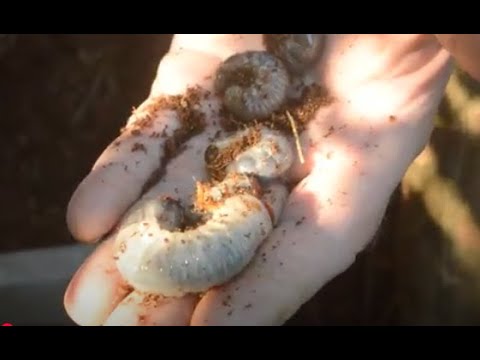 Видео: Разведение носорогов