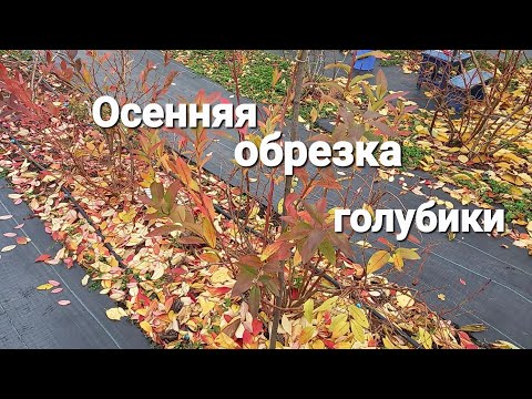 Видео: ОСЕННЯЯ обрезка голубики 