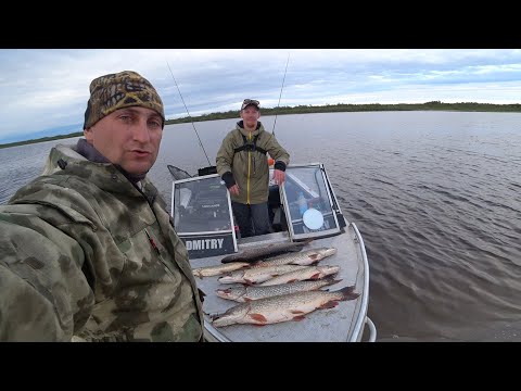 Видео: Нашли огромных щук и поймали их. Рыбалка на Печоре.