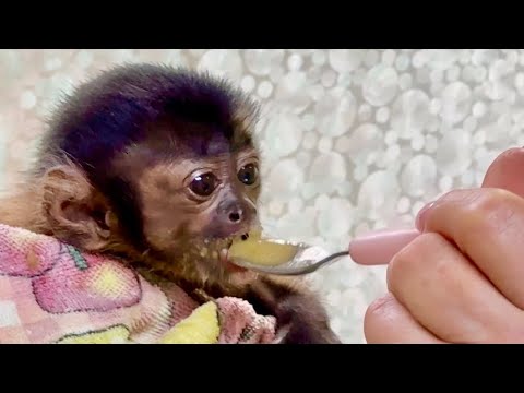 Видео: Татьяна Ивановна кормит из ложечки капуцина Толика!