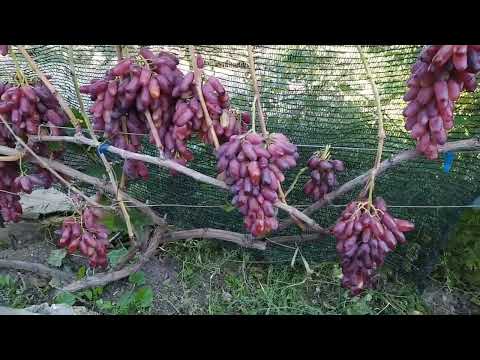 Видео: Сорт винограда Маникюр Фингер японской селекции.