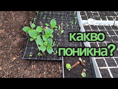 Видео: Разсад в горещо легло, РЕЗУЛТАТИ от посятото през януари