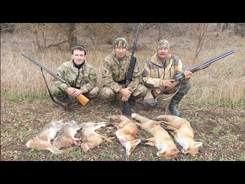 Видео: САМОЕ ЛУЧШЕЕ ОТКРЫТИЕ ОХОТЫ. ЗАГОННАЯ ОХОТА НА ЗАЙЦА, ЛИСЫ И ШАКАЛОВ.