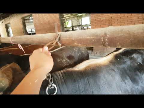 Видео: Откорм бычков лучший система