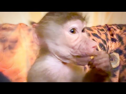 Видео: Оказывается ЭТО ЛЮСЬКА порвала диван, а на Жорика свалила!