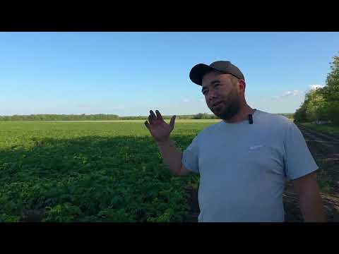 Видео: Как снять гербицидное отравление картофеля