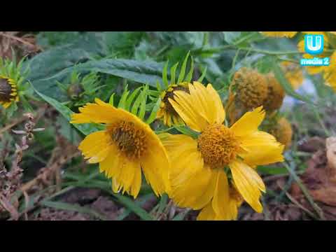 Видео: табиат манзаралари