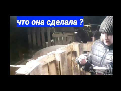 Видео: ВЫЗВАЛИ РОДЫ У СВИНЬИ/ТЕПЕРЬ НАМ СТРАШНО!