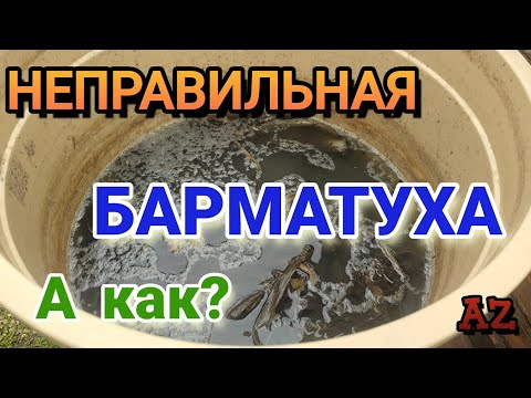 Видео: Неправильная БАРМАТУХА