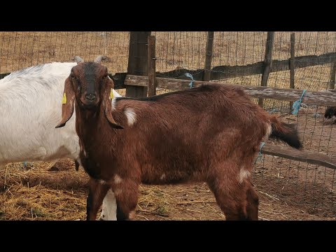 Видео: Обезроживание взрослых коз резинками. Обезроживание козлят.